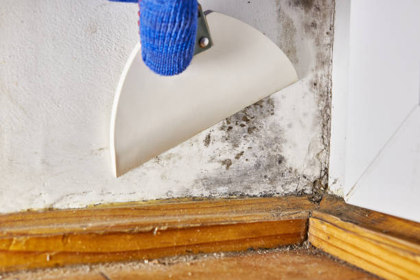 Best HVAC Mold Inspection and Cleaning  in Pennsboro, WV